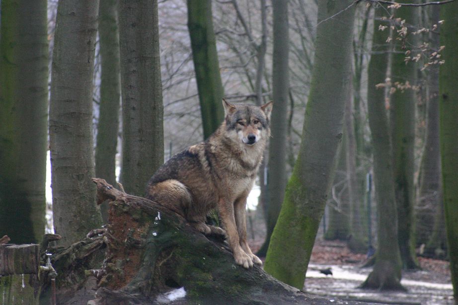 2011040811285602_k-Zoo & Co 007.JPG